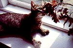 Clyde Big Paws Big Heart
