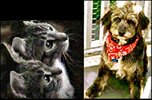 Psychic Pet Control DSPP manages cat behavior or dog behavior