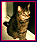 Little Clyde Big Paws