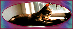 Clyde Big Paws, The Cat