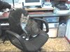 Gertie Pet Cat